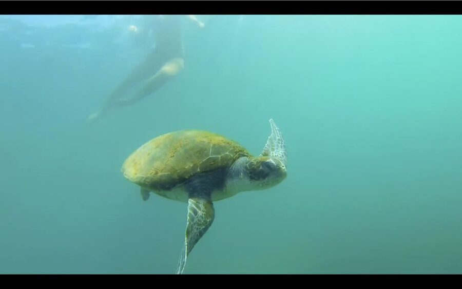 La Jolla: 2.5-Hour Kayak and Snorkel Tour - Meeting at 2158 Avenida De La Playa and getting set up fast