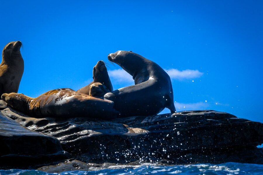 La Jolla: 2-Hour Kayak Tour of the 7 Caves - Wildlife on the Route: Sea Lions, Garibaldi, Sharks, and More