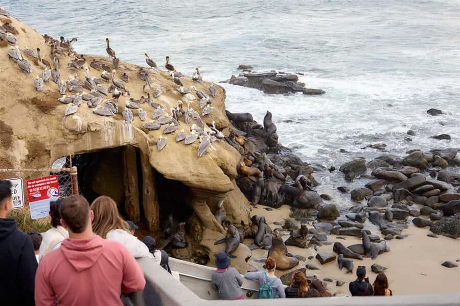 La Jolla Food & Drink Walking Tour - Sip, Savor & Sea - Who Should Book This Tour (and Who Might Not Love It)
