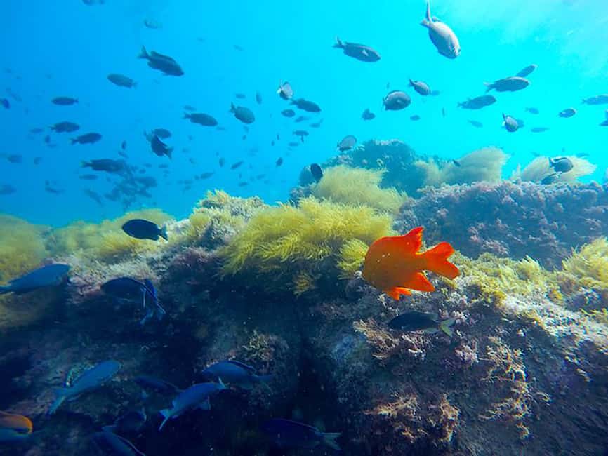 La Jolla: Full-Day Snorkel Gear Rental with Wetsuit Option - Meeting inside the Market: quick in theory, a little tight in practice