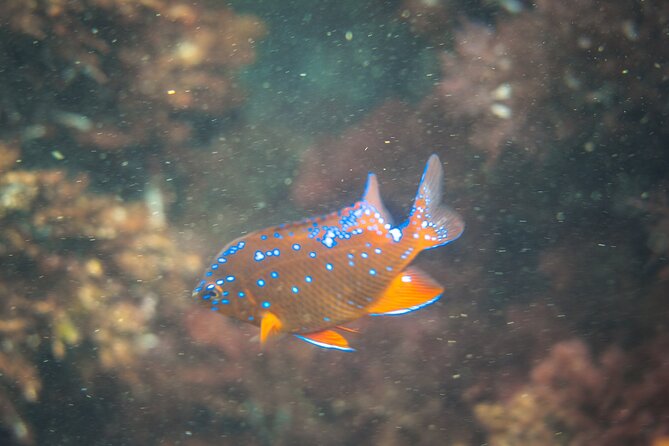 La Jolla Kayak and Snorkel Tour - Snorkeling in the reserve: what you’re really looking for