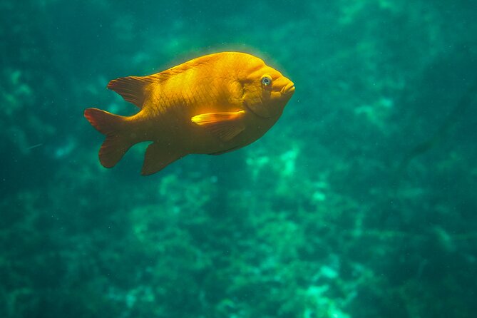 La Jolla Kayak and Snorkel Tour - Price and value: $114 for up to 2 people, gear handled