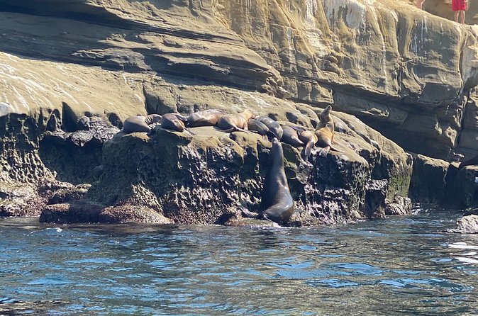 La Jolla Sea Caves Kayak Tour (Single Kayak) - Stop 2: The Underwater Park feeling—habitat from the surface