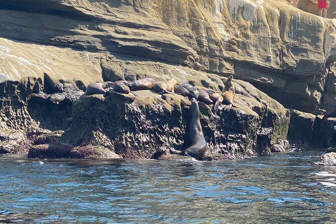 La Jolla Sea Caves Kayak Tour (Single Kayak) - Wildlife odds: What you can realistically expect to see