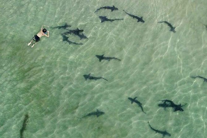 La Jolla Snorkel with the Leopard Sharks - Key things to know before you go