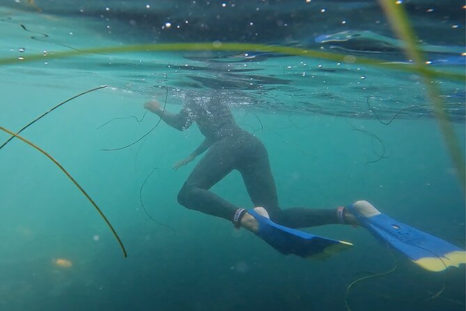 La Jolla Snorkel with the Leopard Sharks - The 50-minute rhythm and what that means for your day