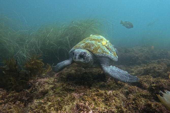La Jolla Snorkel with the Leopard Sharks - Gear you don’t have to stress over: wetsuit, mask, snorkel, fins