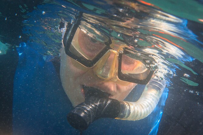 La Jolla Snorkel with the Leopard Sharks - Leopard shark sightings: plan for an encounter, not a guarantee
