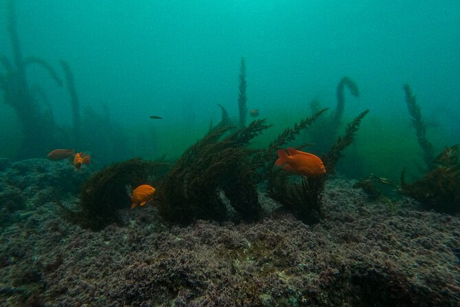 La Jolla Snorkel with the Leopard Sharks - Safety and supervision: what to watch for before you get in