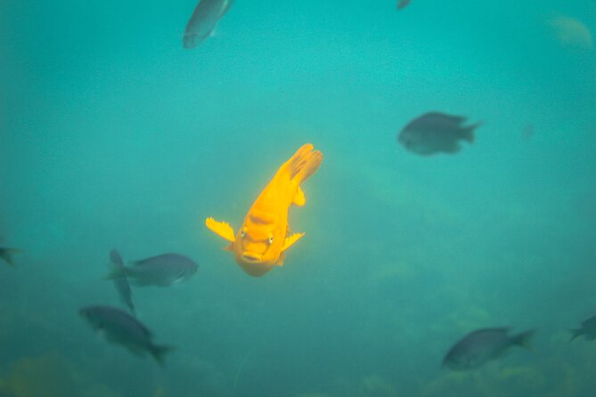 La Jolla Snorkel with the Leopard Sharks - Who this tour suits best (and who should rethink it)