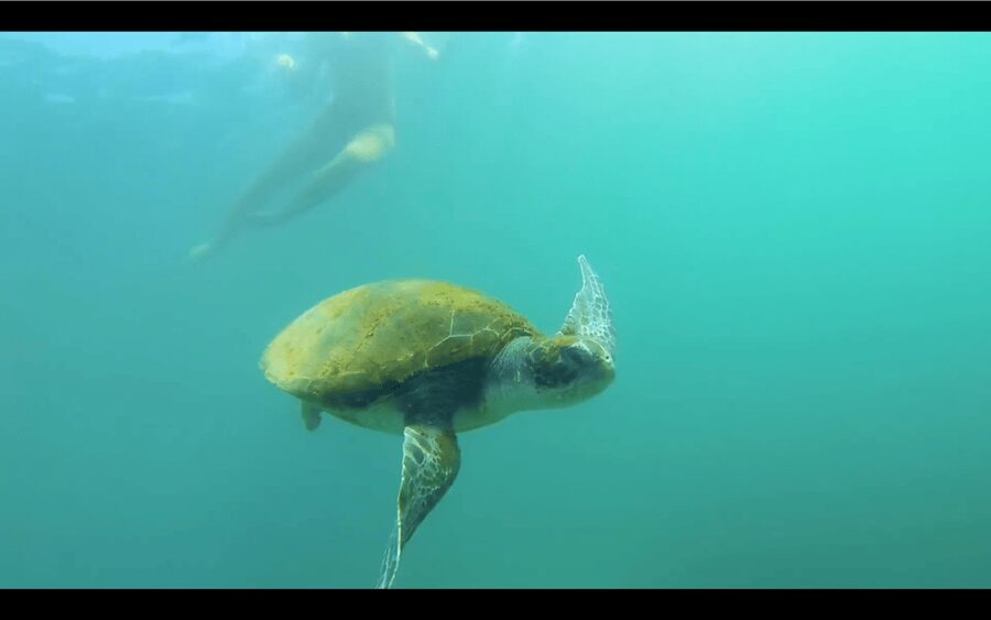 La Jolla: Sunset Kayak Tour of the 7 Caves - Key highlights you’ll care about