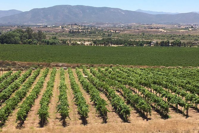 Luxury Private Wine Tasting Tour to Guadalupe Valley from San Diego - From San Diego to Valle de Guadalupe: what makes this day feel easy