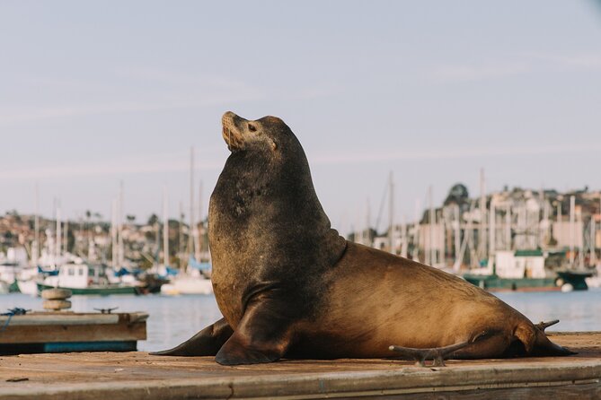 Pedal Boat rental in hidden part of San Diego Bay! Family fun - What to bring: your small cooler matters