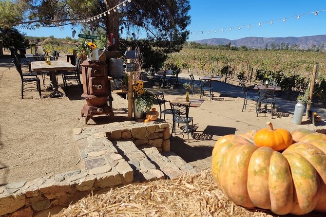 Premium Valle de Guadalupe Wine and Food Tour - Three Boutique Wineries and 10–12 Tastings: What You Actually Get