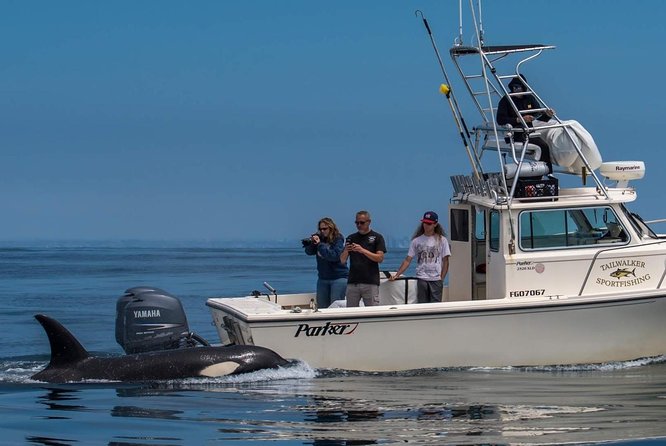 Private Family Whale & Dolphin Adventure in San Diego - 6 Key Things That Make This Trip Work