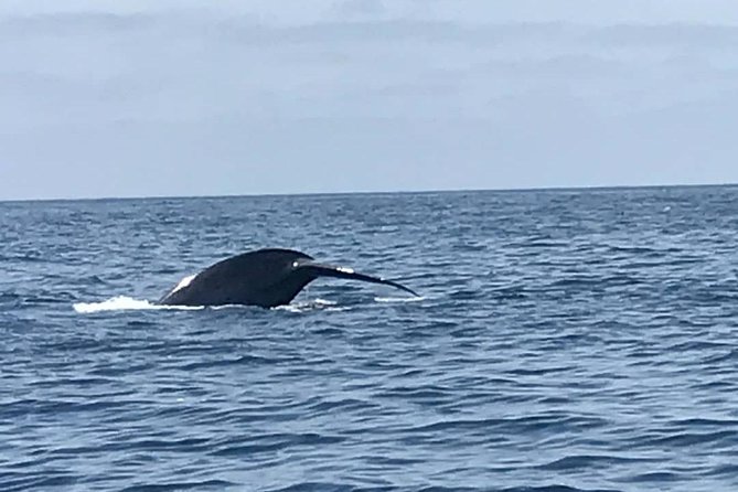 Private Family Whale & Dolphin Adventure in San Diego - Comfort vs. Reality: Weather and Seasickness