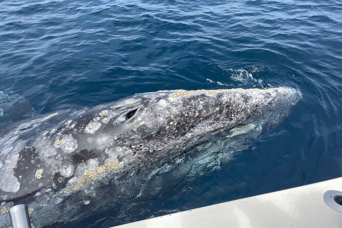 Private Family Whale & Dolphin Adventure in San Diego - What You Might See (And Why the Captain’s Search Matters)