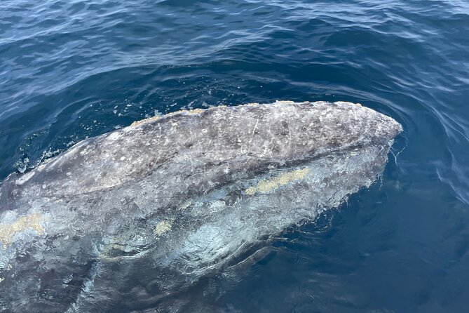 Private Family Whale & Dolphin Adventure in San Diego - The Value Question: Is $179 per Person Fair?