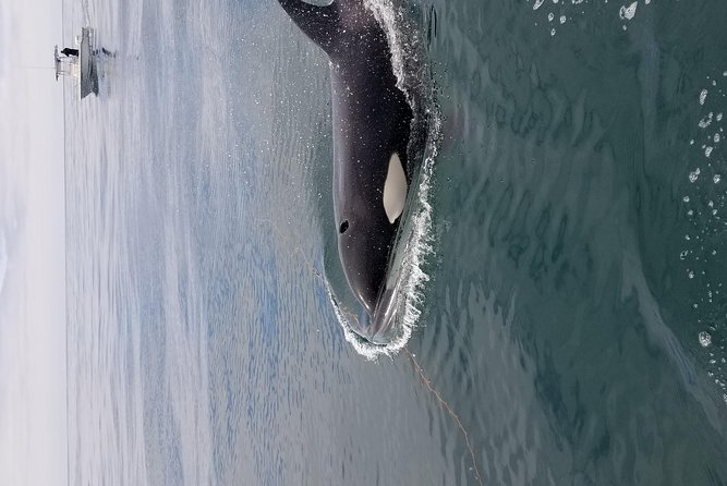 Private Family Whale & Dolphin Adventure in San Diego - Booking, Timing, and What to Bring