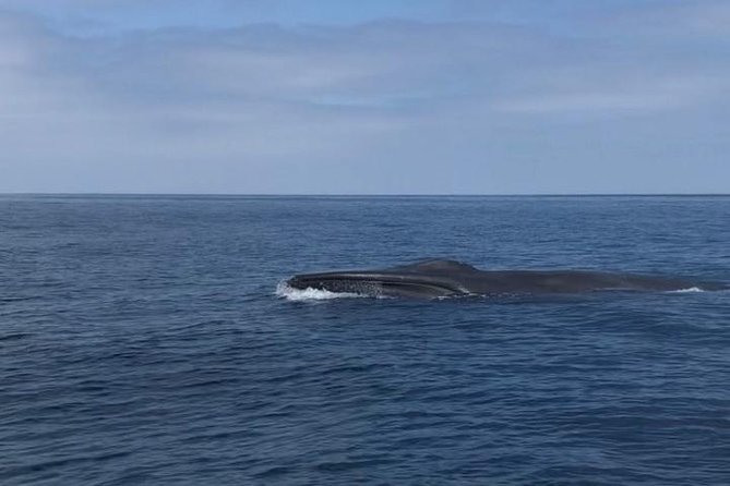Private Family Whale & Dolphin Adventure in San Diego - Best Fit: Who Should Book This Whale and Dolphin Adventure?