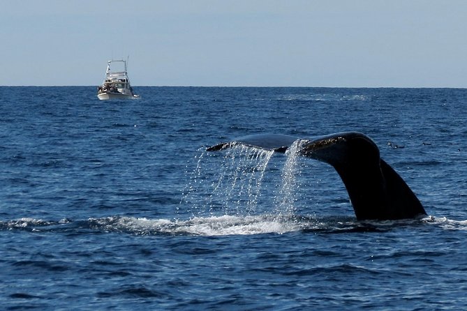 Private Family Whale & Dolphin Adventure in San Diego - Your 3-Hour Game Plan Off San Diego
