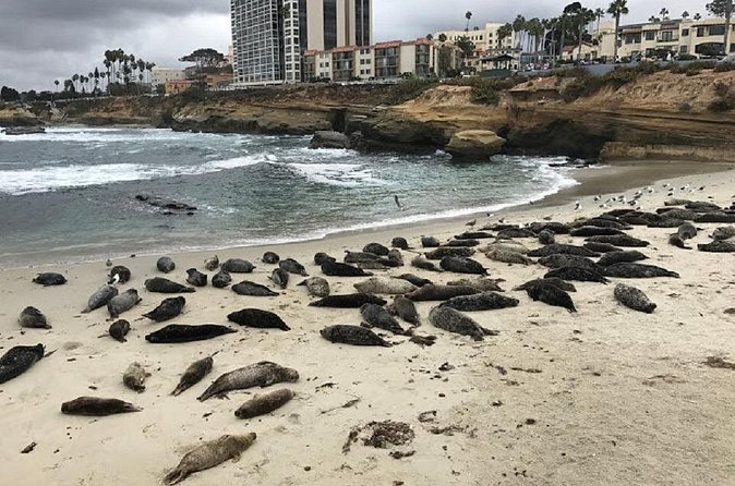 Private Segway Experience Through La Jolla - Sea lions along the water: another wildlife moment with coastal drama