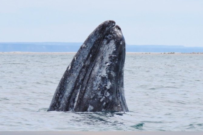 San Diego: 3 Hour Whale Watching Cruise - Seasickness and ride feel: who should think twice