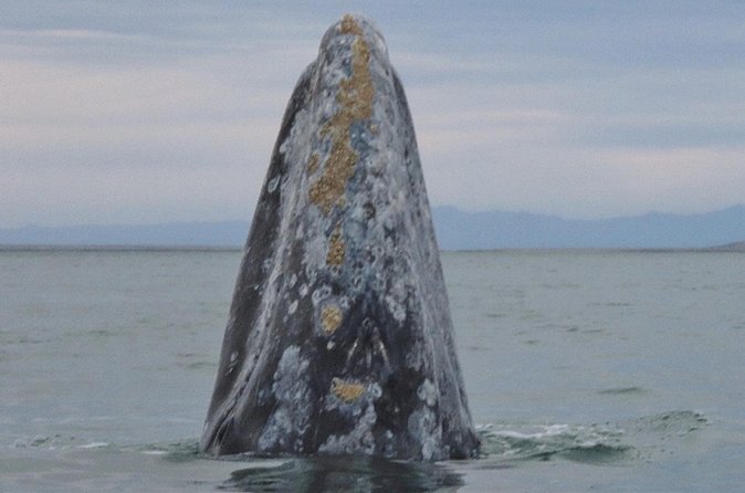 San Diego: 3 Hour Whale Watching Cruise - Value check: is $34 a fair deal for 3 hours in San Diego?