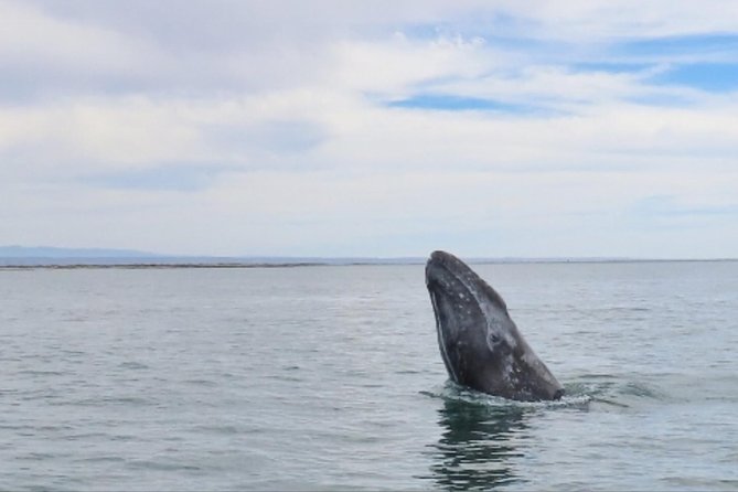 San Diego: 3 Hour Whale Watching Cruise - What to bring for a smooth ride (and better photos)