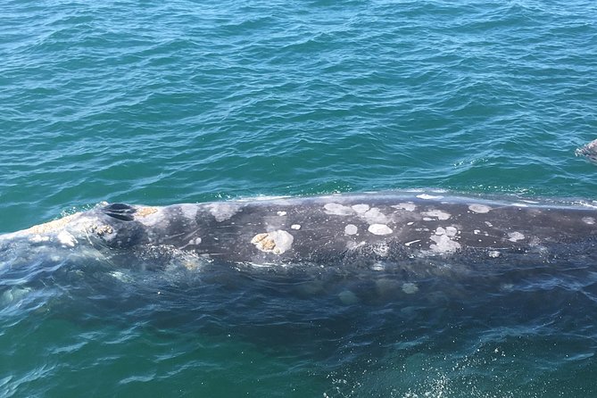San Diego: 3 Hour Whale Watching Cruise - Whale species by season: your odds depend on the calendar