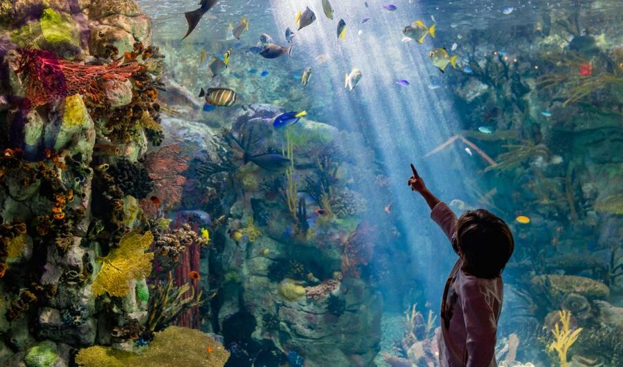 San Diego: CityPASS® Save up to 46% at Must-See Attractions - City Cruises: Best of the Bay Tour for Big Views With Minimal Planning