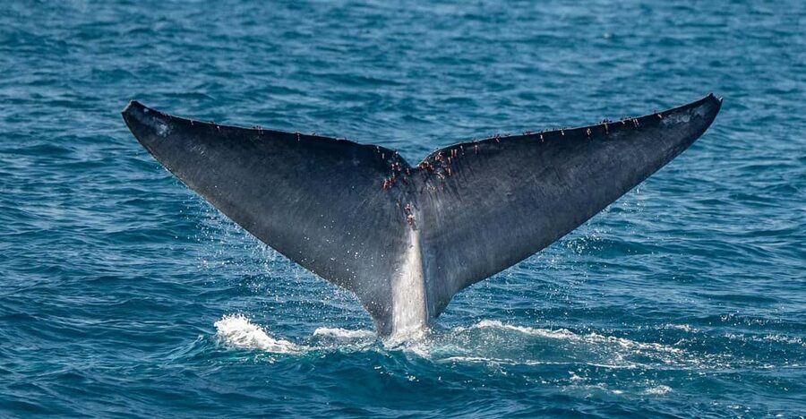 San Diego: Dolphin and Whale-Watching Sunset Cruise - Key things that make this cruise worth your time