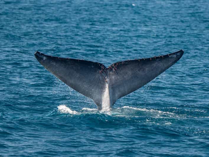 San Diego: Dolphin and Whale-Watching Sunset Cruise - Dolphins and whales plus sunset in one 2–3 hour block