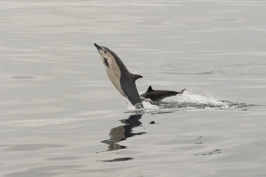 San Diego: Dolphin and Whale-Watching Sunset Cruise - Check-in at the small gray ticket booth: your simplest route to boarding
