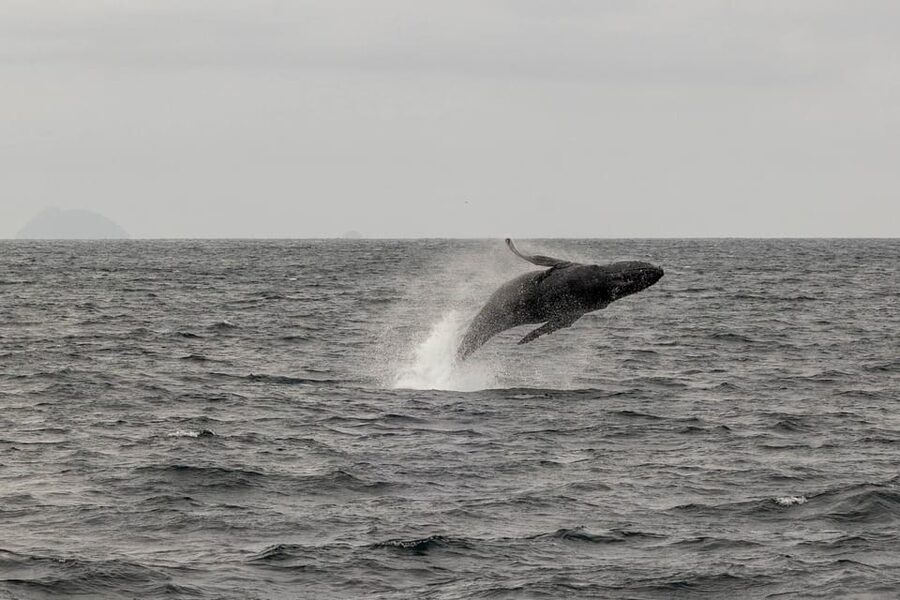 San Diego: Dolphin and Whale-Watching Sunset Cruise - Wildlife spotting: what you can realistically hope to see