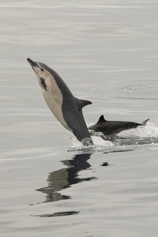 San Diego: Dolphin and Whale-Watching Sunset Cruise - The sunset payoff: why the sky can be both friend and boss