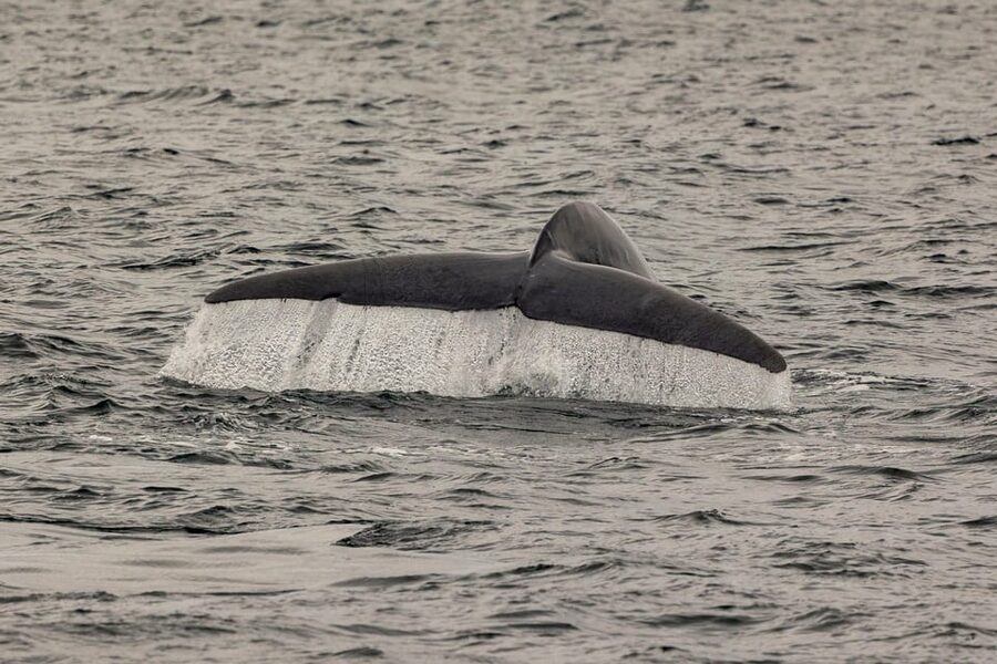 San Diego: Dolphin and Whale-Watching Sunset Cruise - Price and value: is $70 per person fair?