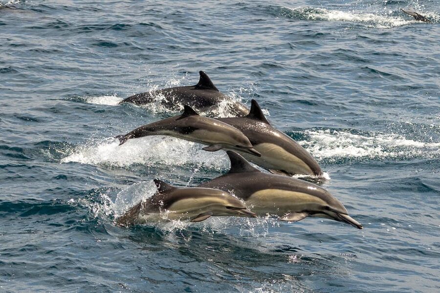 San Diego: Dolphin and Whale-Watching Sunset Cruise - Who this cruise is best for (and who may want another option)