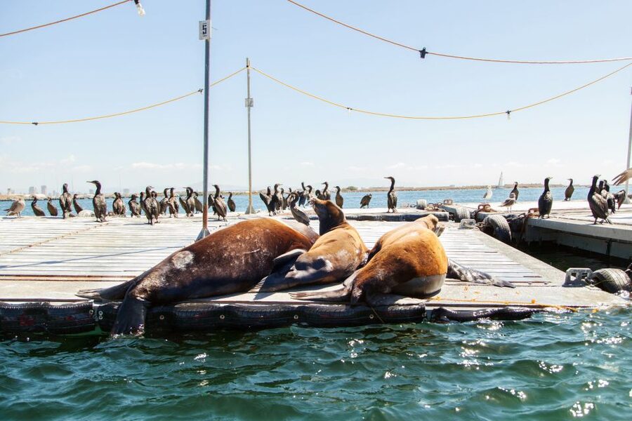 San Diego: Drive Your Own Speed Boat 2-Hour Tour - What the Return Feels Like: Sunset Views From Safe Harbor