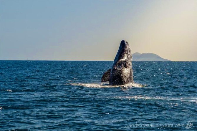 San Diego: Half-Day Marine Wildlife Tour with Lunch - Key Things to Know Before You Go