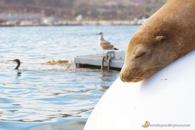 San Diego: Half-Day Marine Wildlife Tour with Lunch - Where This Sail Leaves From: Cabrillo Isle Marina and the Sea Lion Fountain