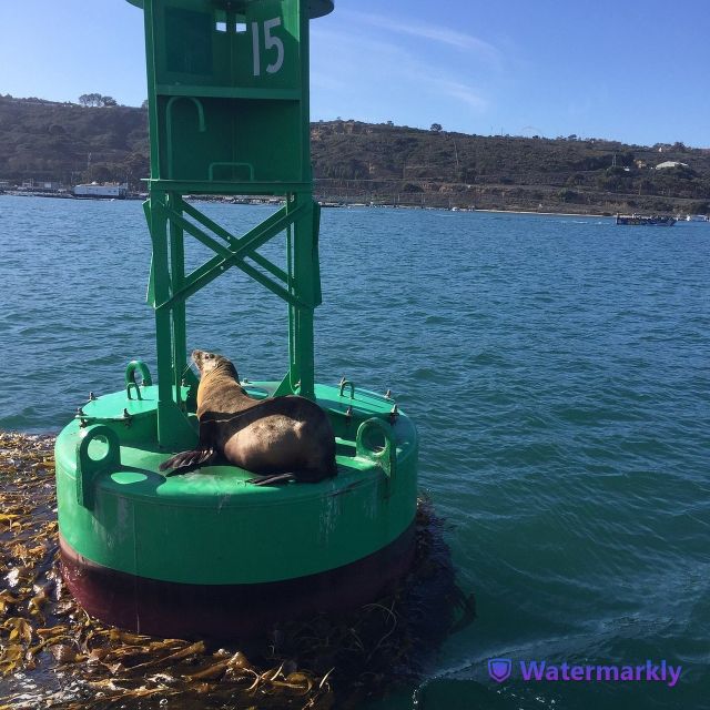 San Diego: Half-Day Marine Wildlife Tour with Lunch - Price and Value: Is $196 Per Person Worth It?