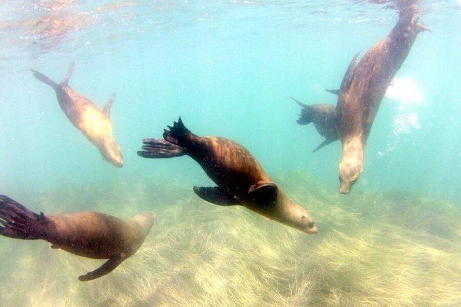 San Diego: La Jolla Cove Guided Snorkeling Tour - What Makes This Snorkeling Tour Worth Your Time