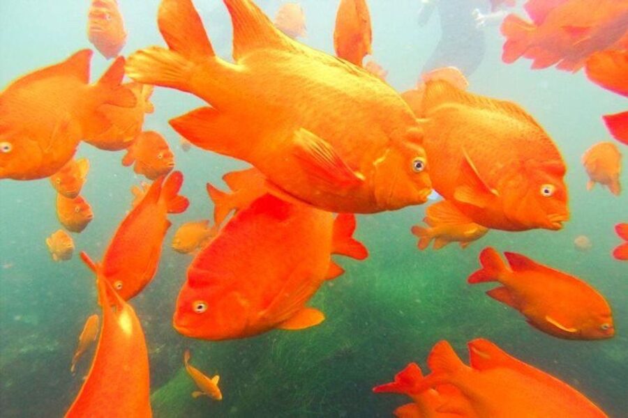 San Diego: La Jolla Cove Guided Snorkeling Tour - La Jolla Cove Is Built for Snorkelers, Not Spectators