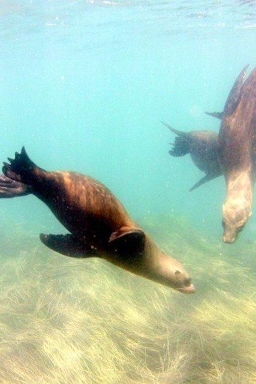 San Diego: La Jolla Cove Guided Snorkeling Tour - Your Guide Matters: Small Group Coaching and Clear Safety Checks