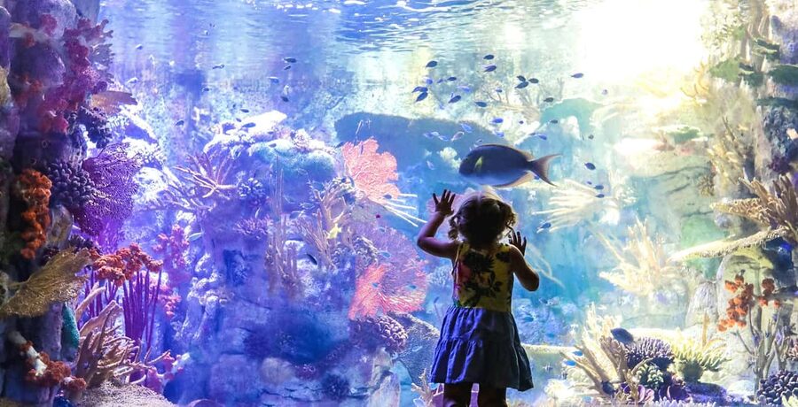 San Diego Pass Plus: 50+ Attractions - Includes LEGOLAND® - Big Hitters Included: Zoo, Safari Park, SeaWorld, and LEGOLAND