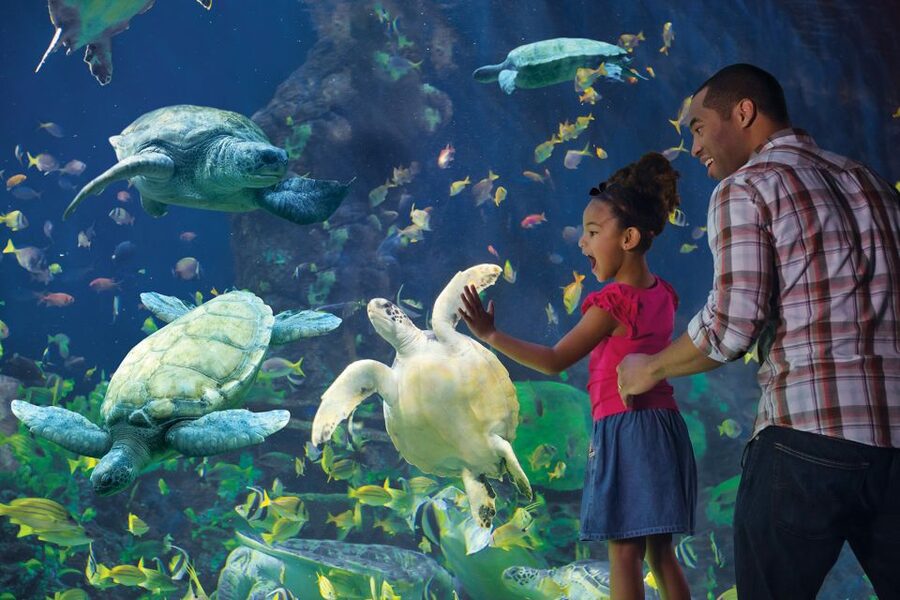 San Diego Pass Plus: 50+ Attractions - Includes LEGOLAND® - Ride Time at Belmont Park and Play-Focused Fun