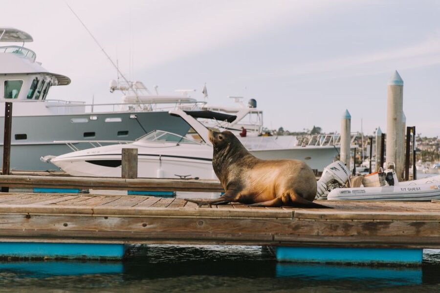 San Diego: San Diego Bay Dog-Friendly Eco Pedal Boat Rentals - Dog-Friendly Pedaling: The Pet Add-On You Must Plan For