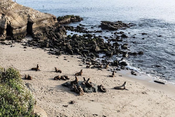 San Diego Scenic Tour - Should You Book This San Diego Scenic Tour?