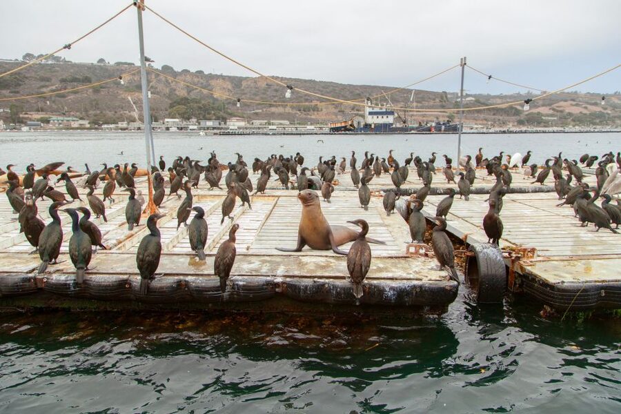 San Diego: SEAL City Tour by Amphibious Bus - From Street Sightseeing to Shelter Island Wildlife